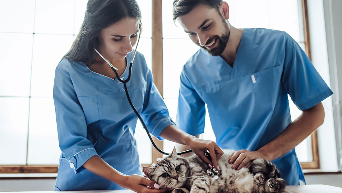 Two students listening to cat with a stethoscope